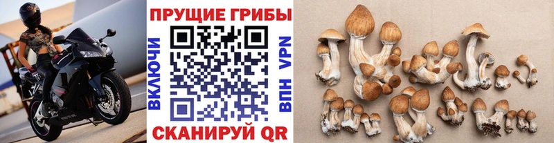 где найти наркотики  Спасск-Рязанский  Псилоцибиновые грибы прущие грибы 